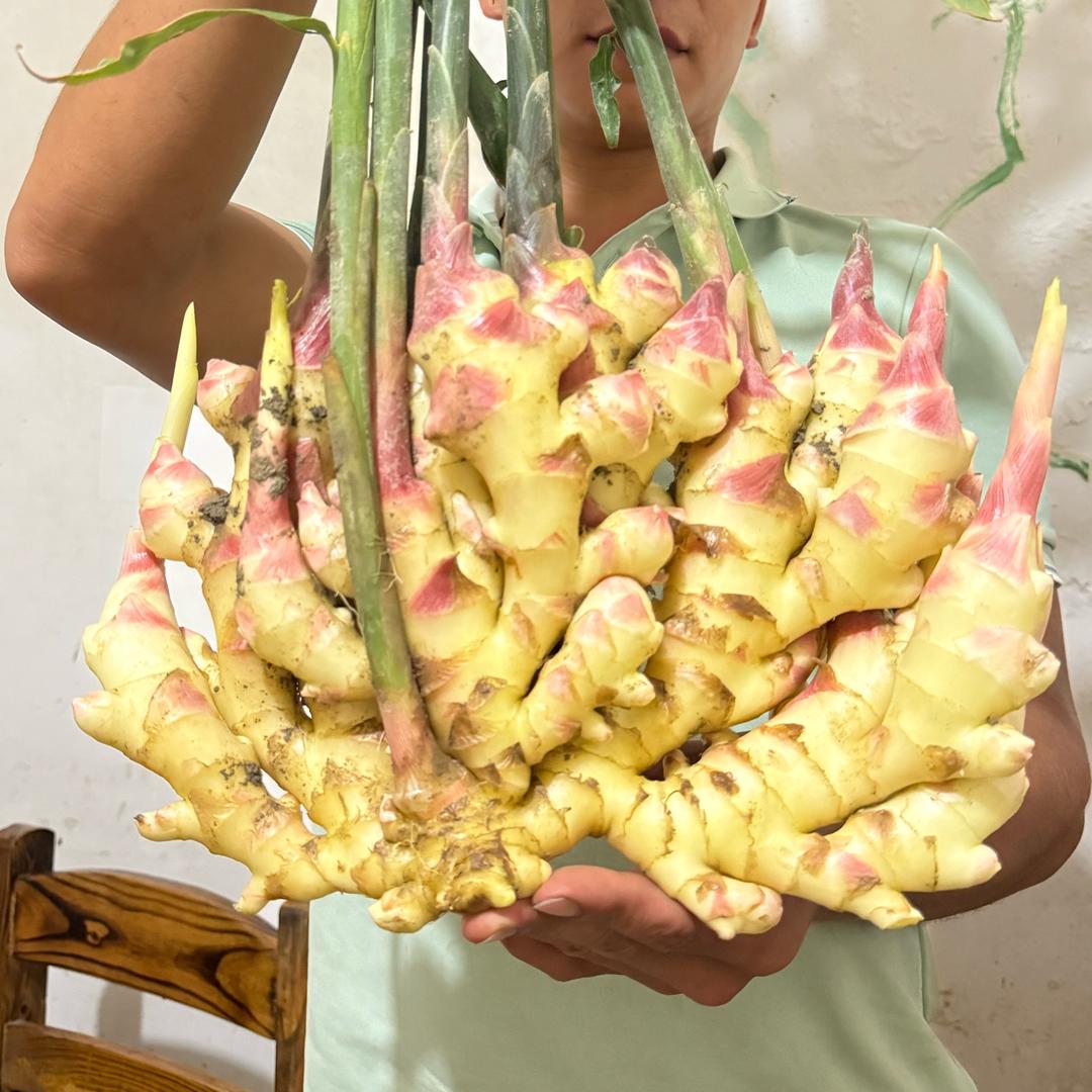 生姜种植大户朱敏康