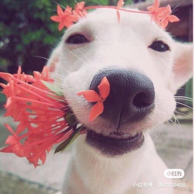 小早早