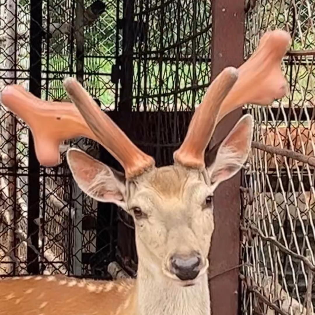 养🦌人