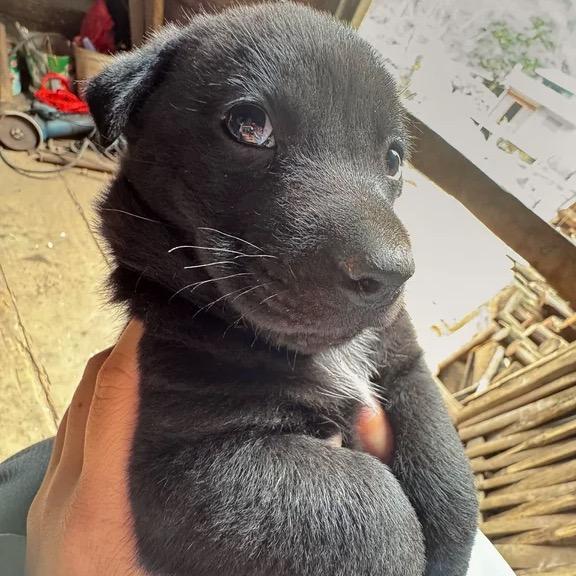 小曹（玩家版）