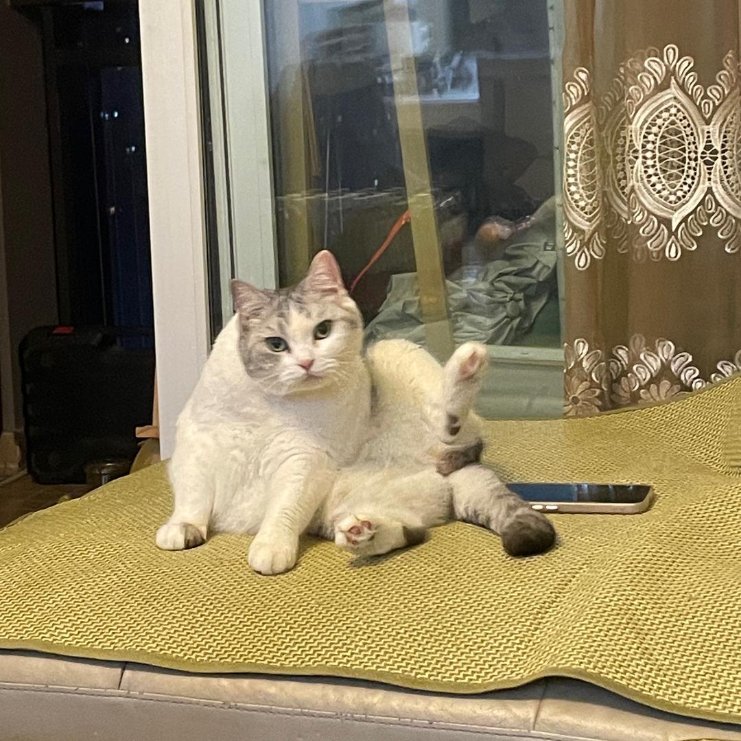 找不到的钢丝球