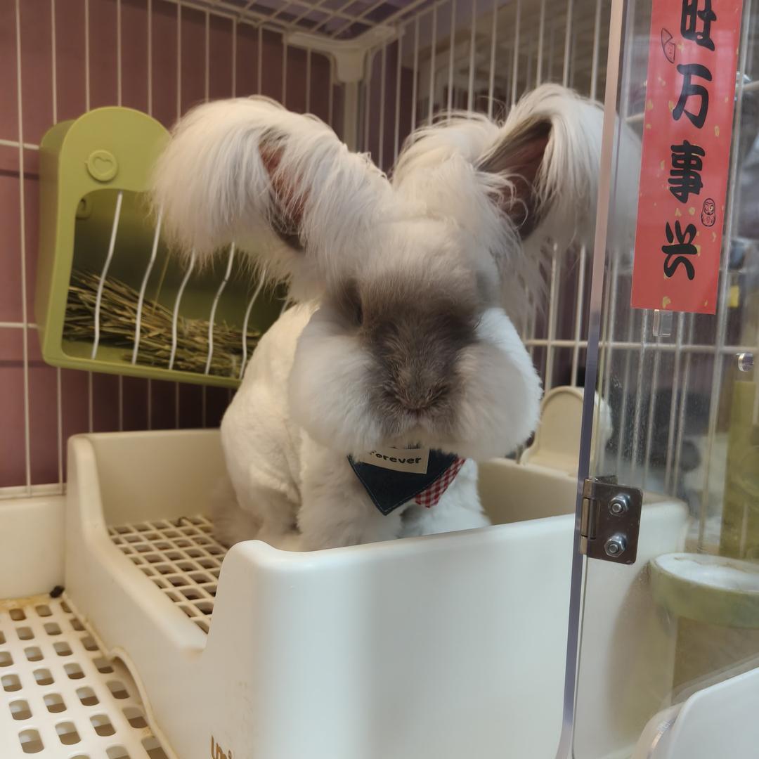 王先生的兔儿1