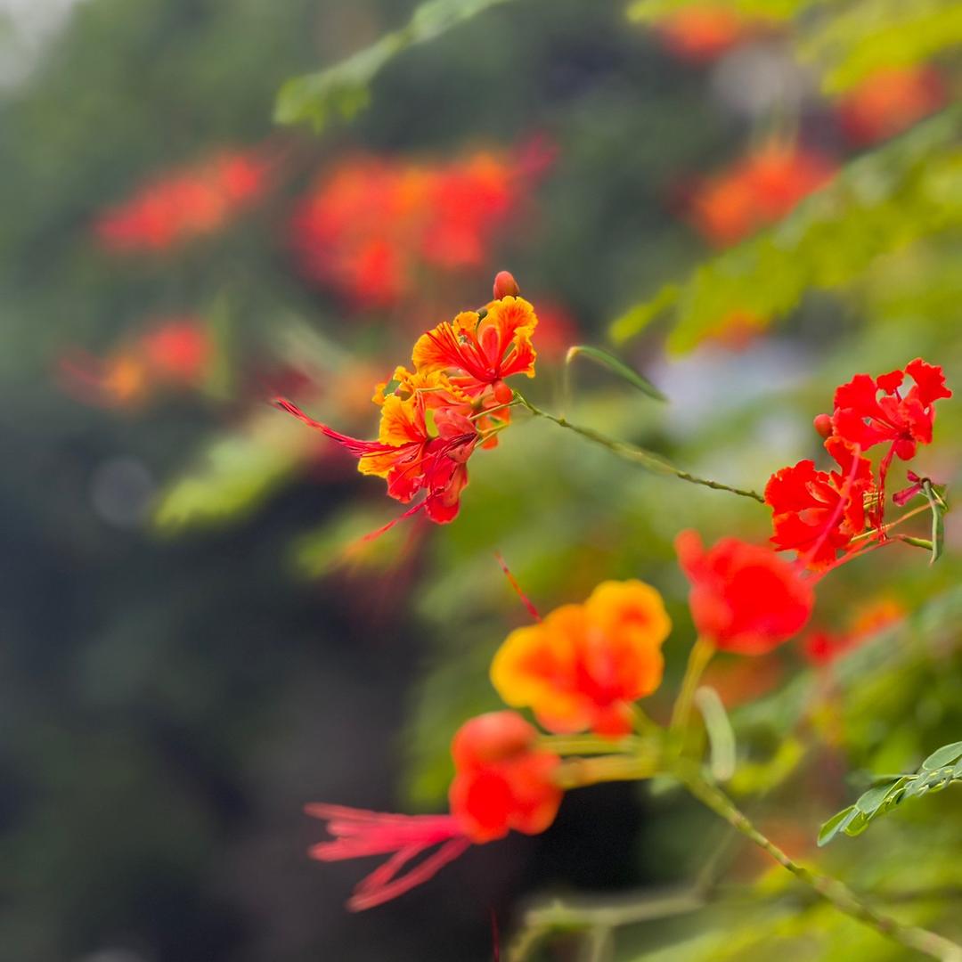 理想植物园