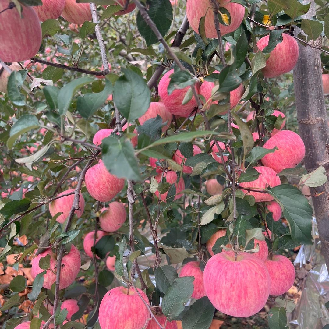 佳果恒多（洪泽区店）