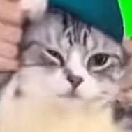 小猫memem剧场