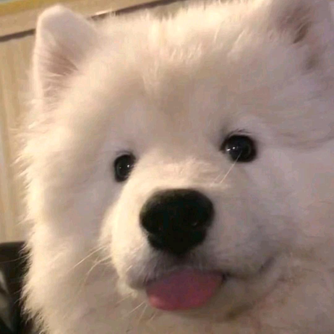 XiaoPik_