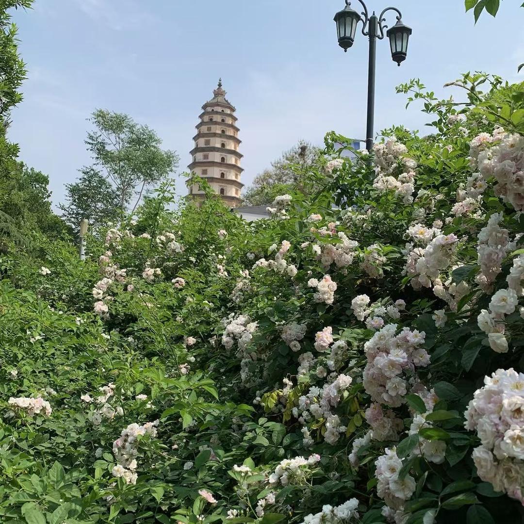 如意三宝