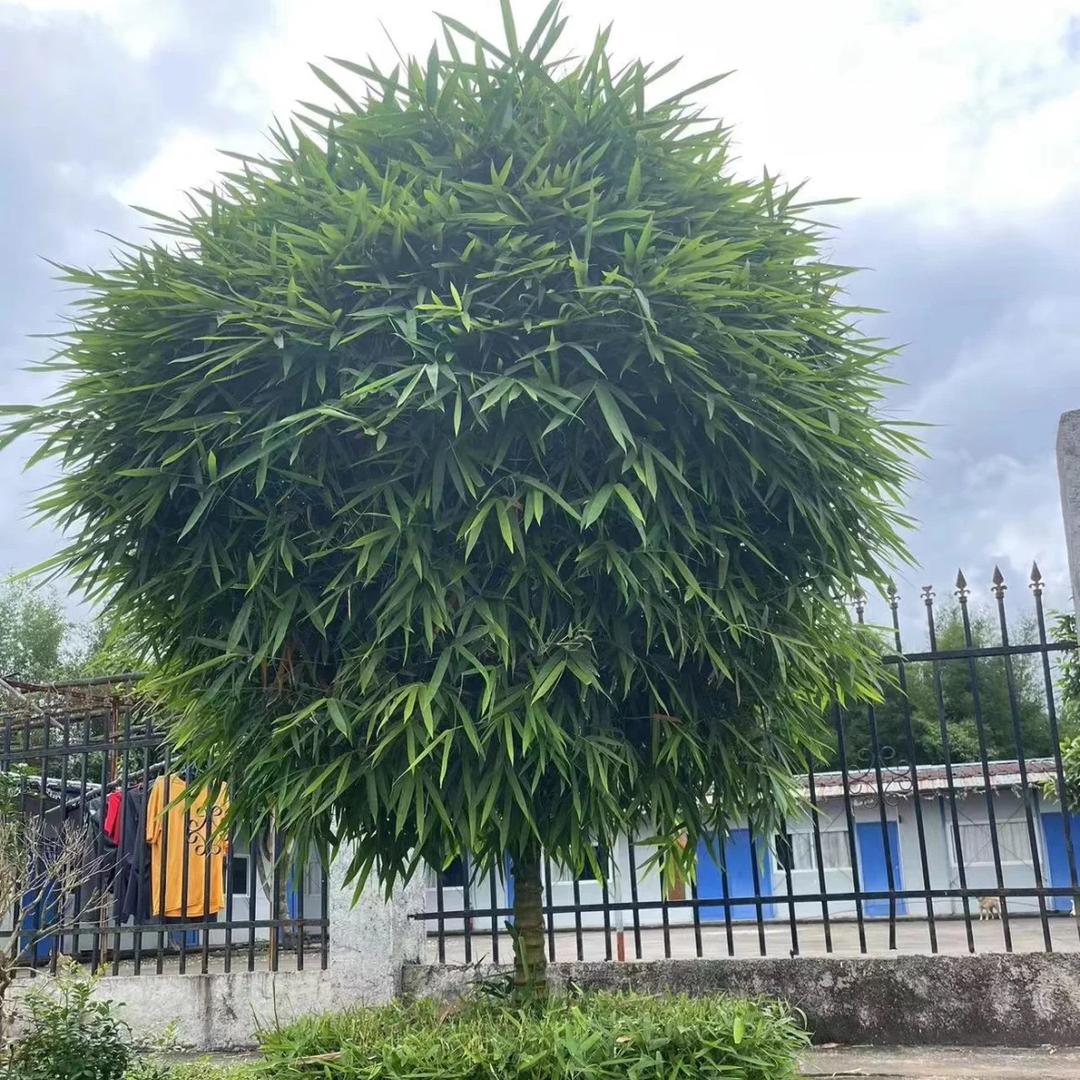 佛肚竹种植批发基地
