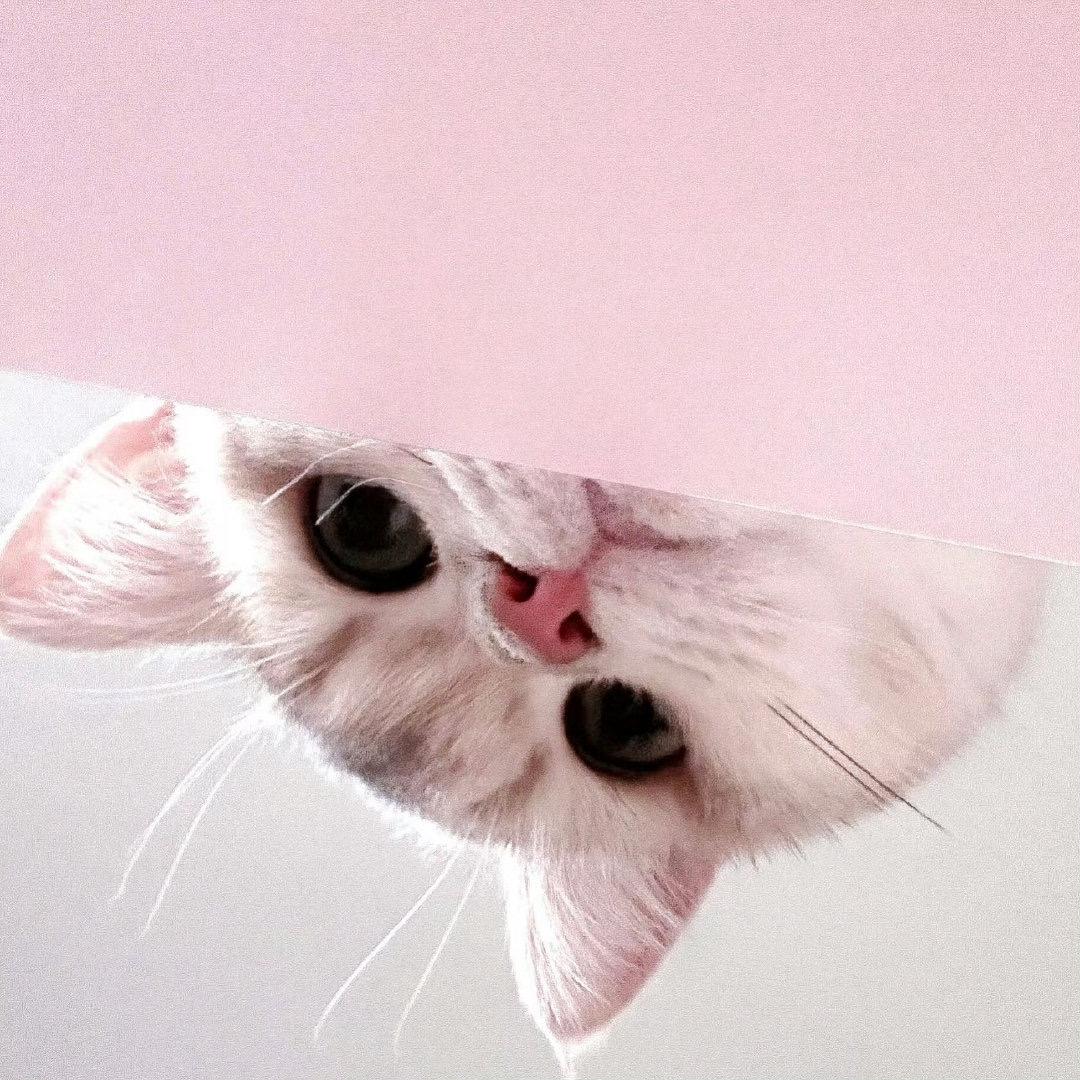 刁刁
