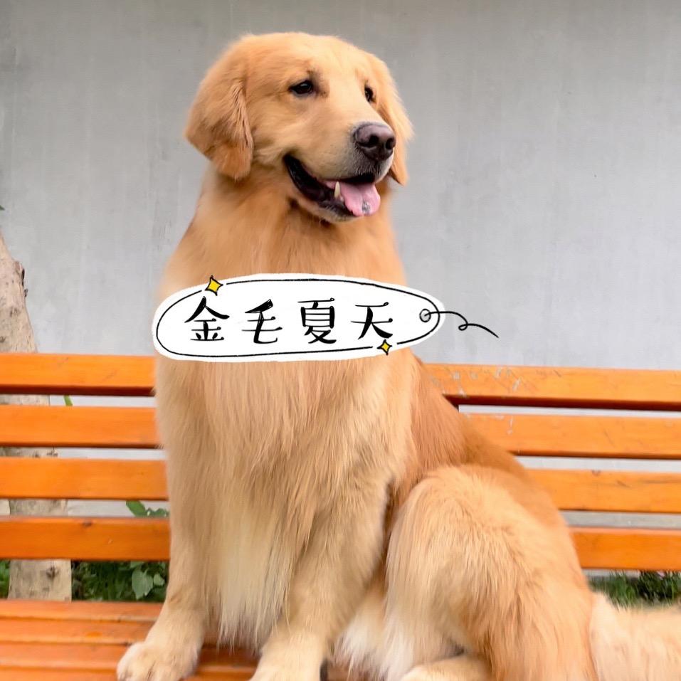 金毛夏天