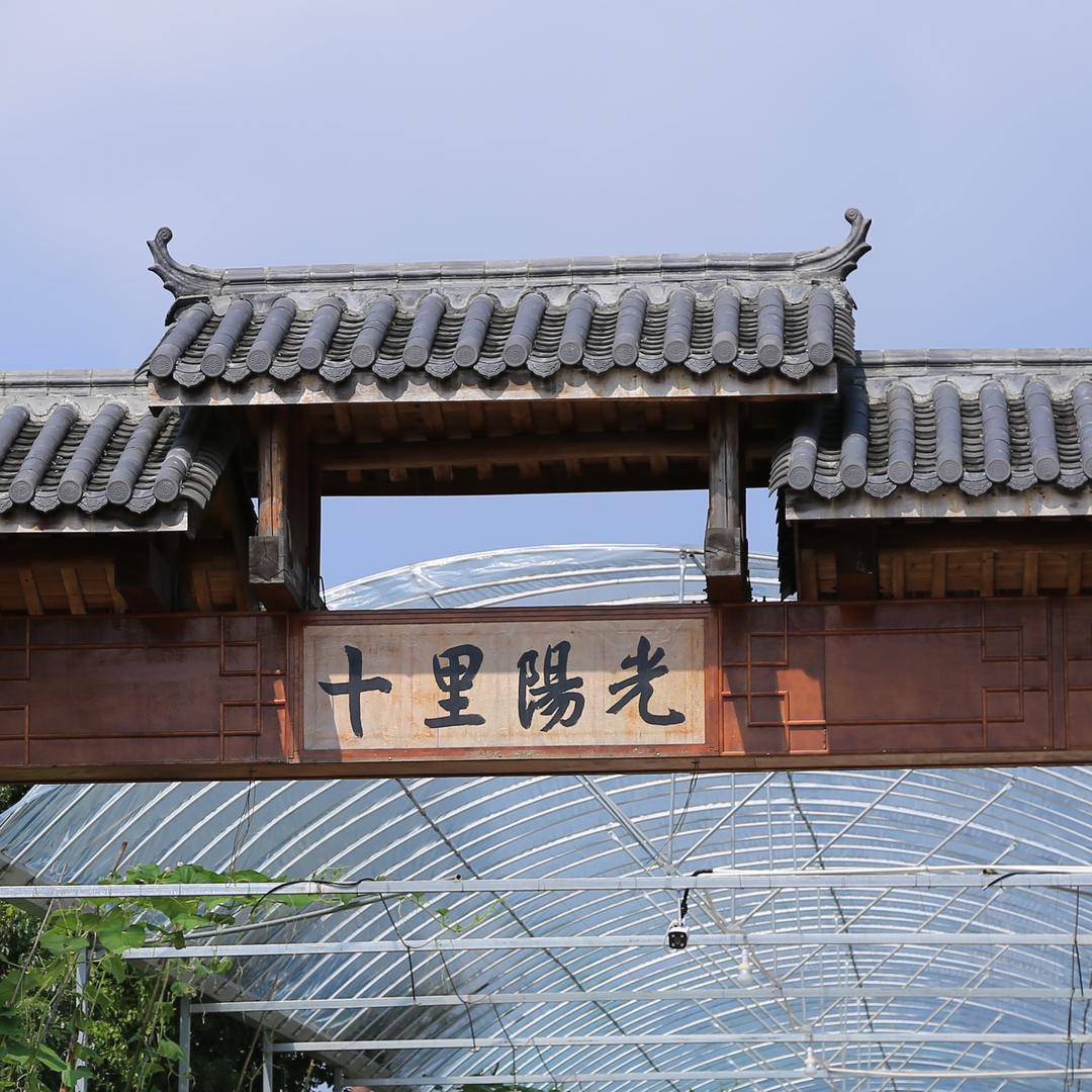 十里阳光生鲜（阳光玫瑰葡萄）