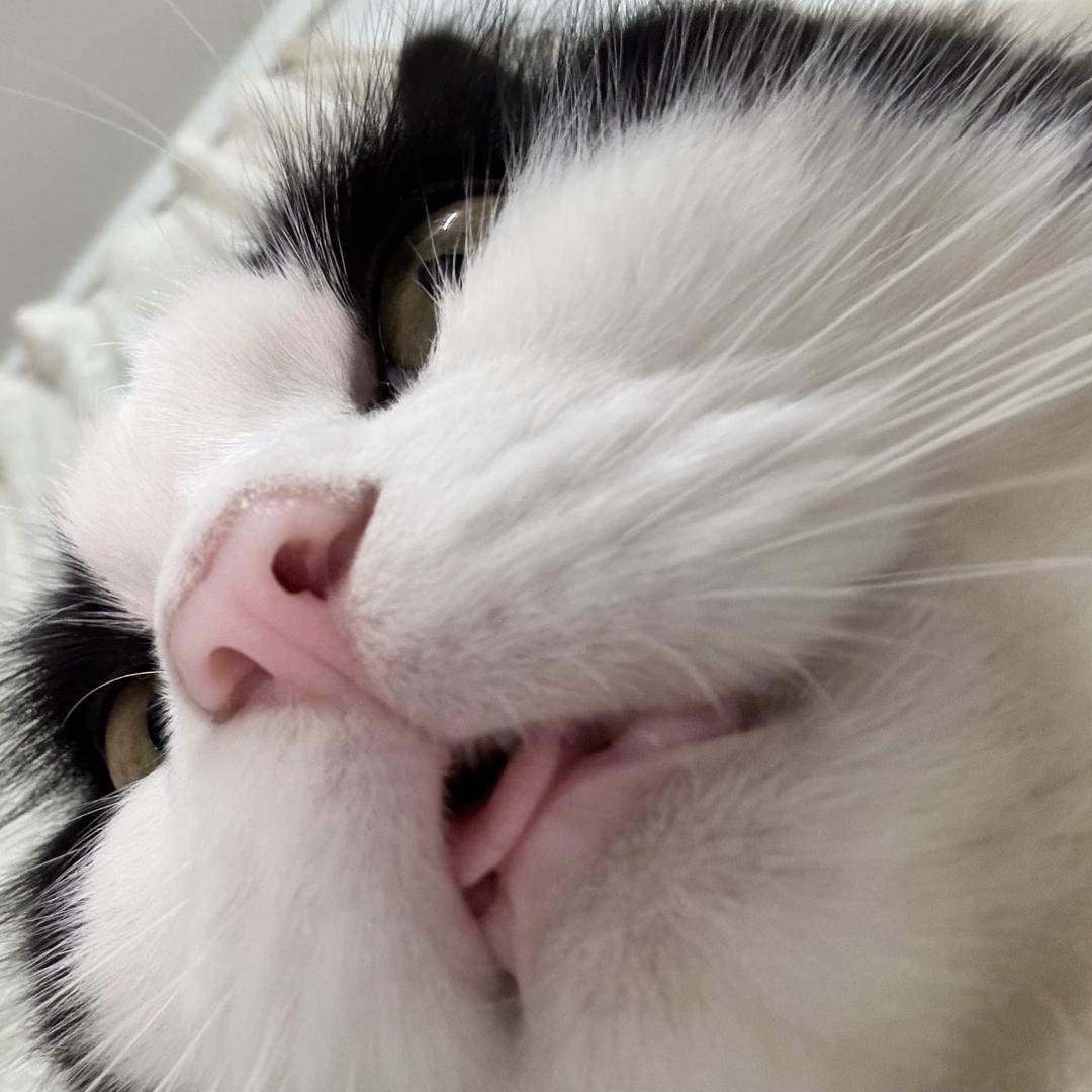 我的猫太可爱了
