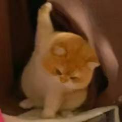 诗念