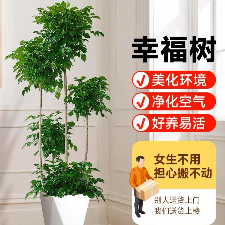 筱雨绿植基地