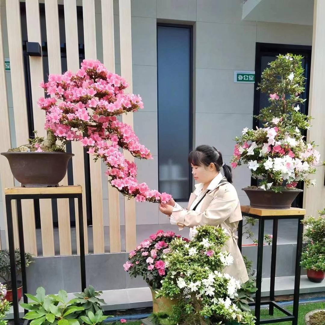 静待花开园艺