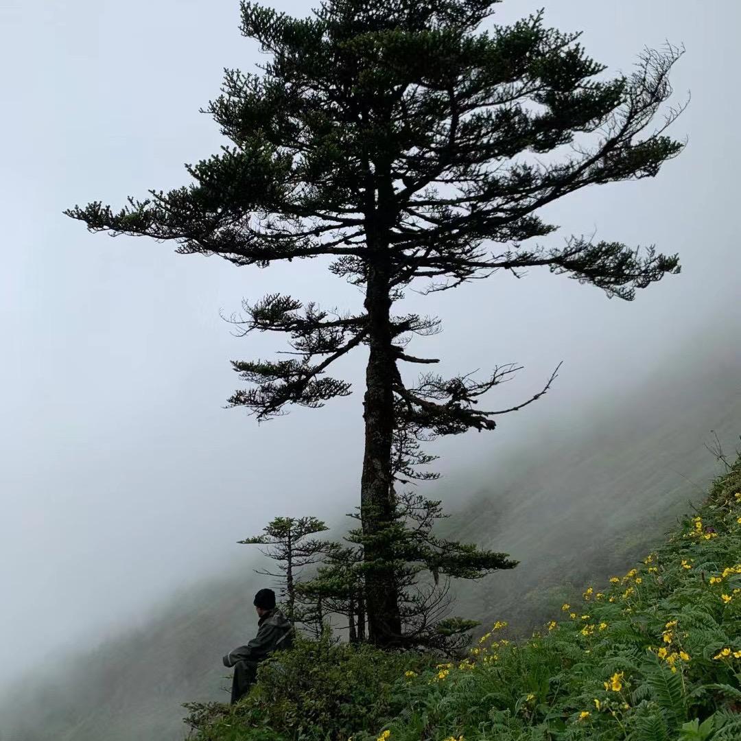 滇贡小毅