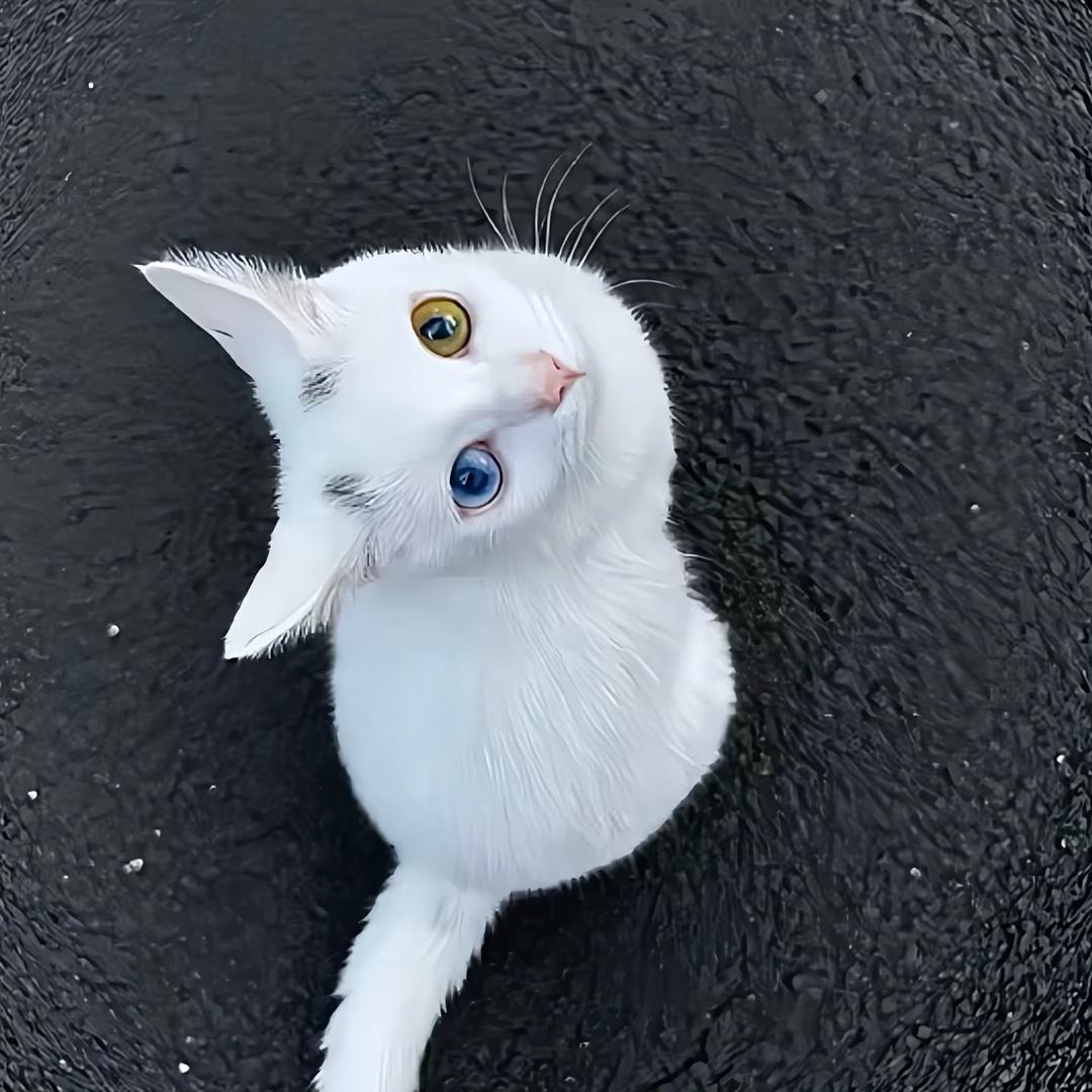 蝶恋花🦋