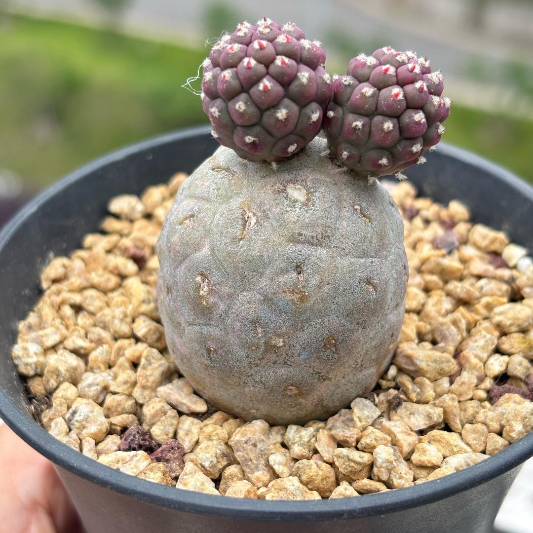 鑫杰