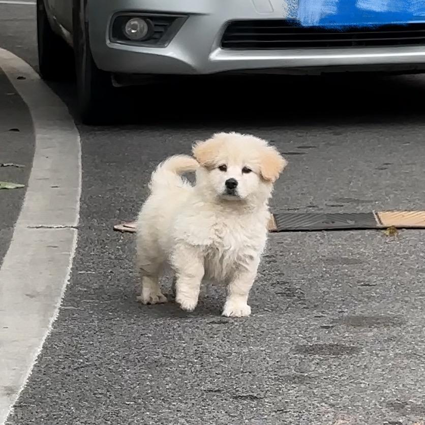 土豆笑子