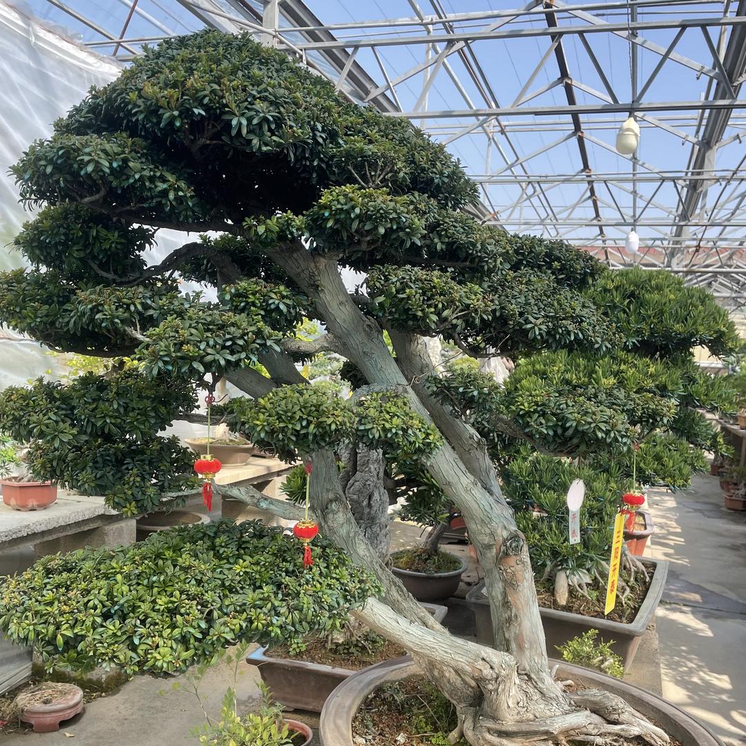 五哥花卉盆景园艺