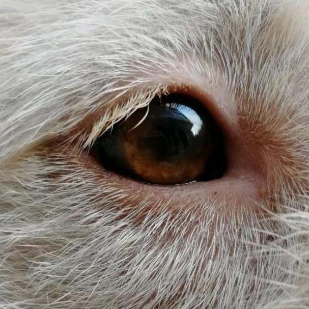 贵州玉涛犬业纯种下司犬繁育基地宋平