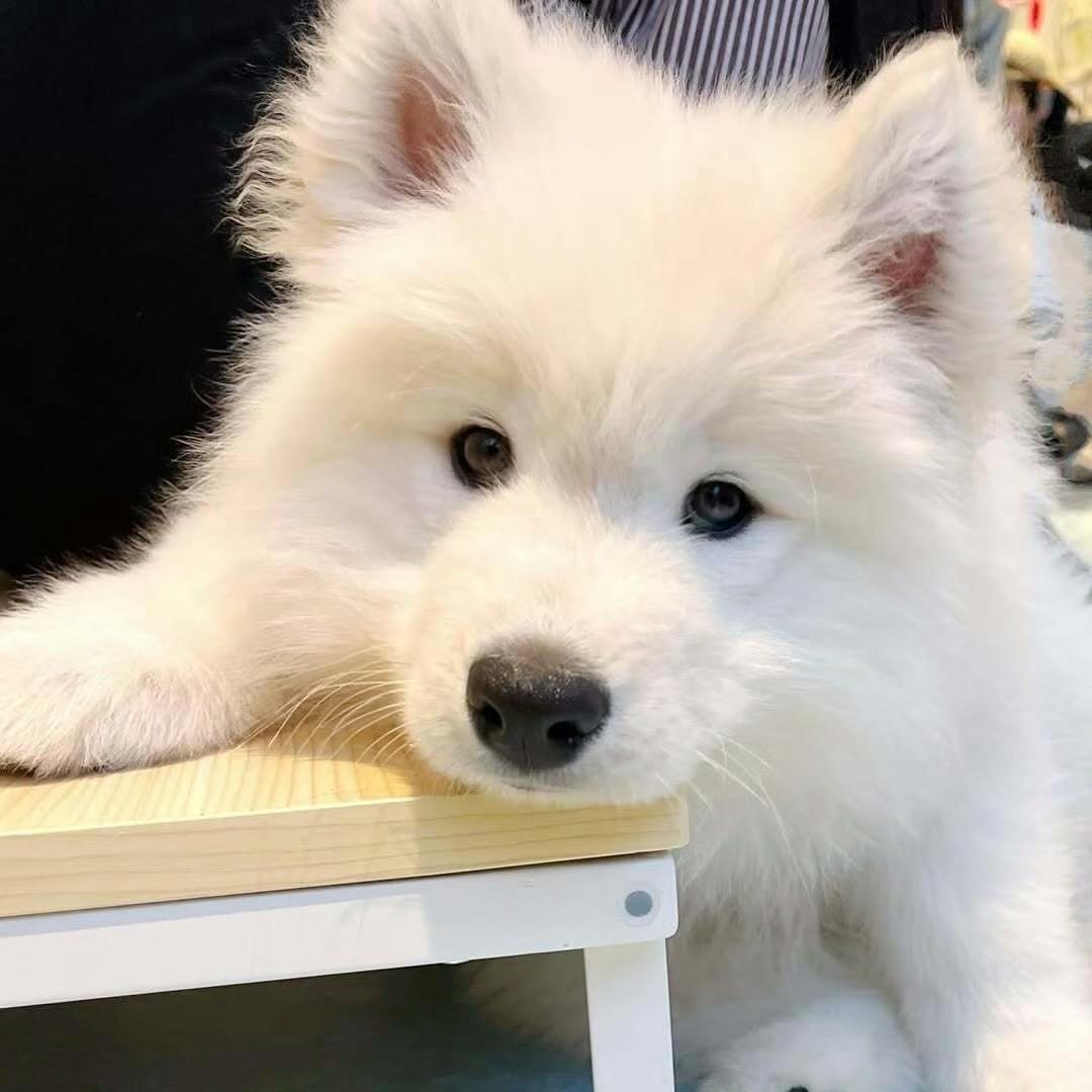 小辰