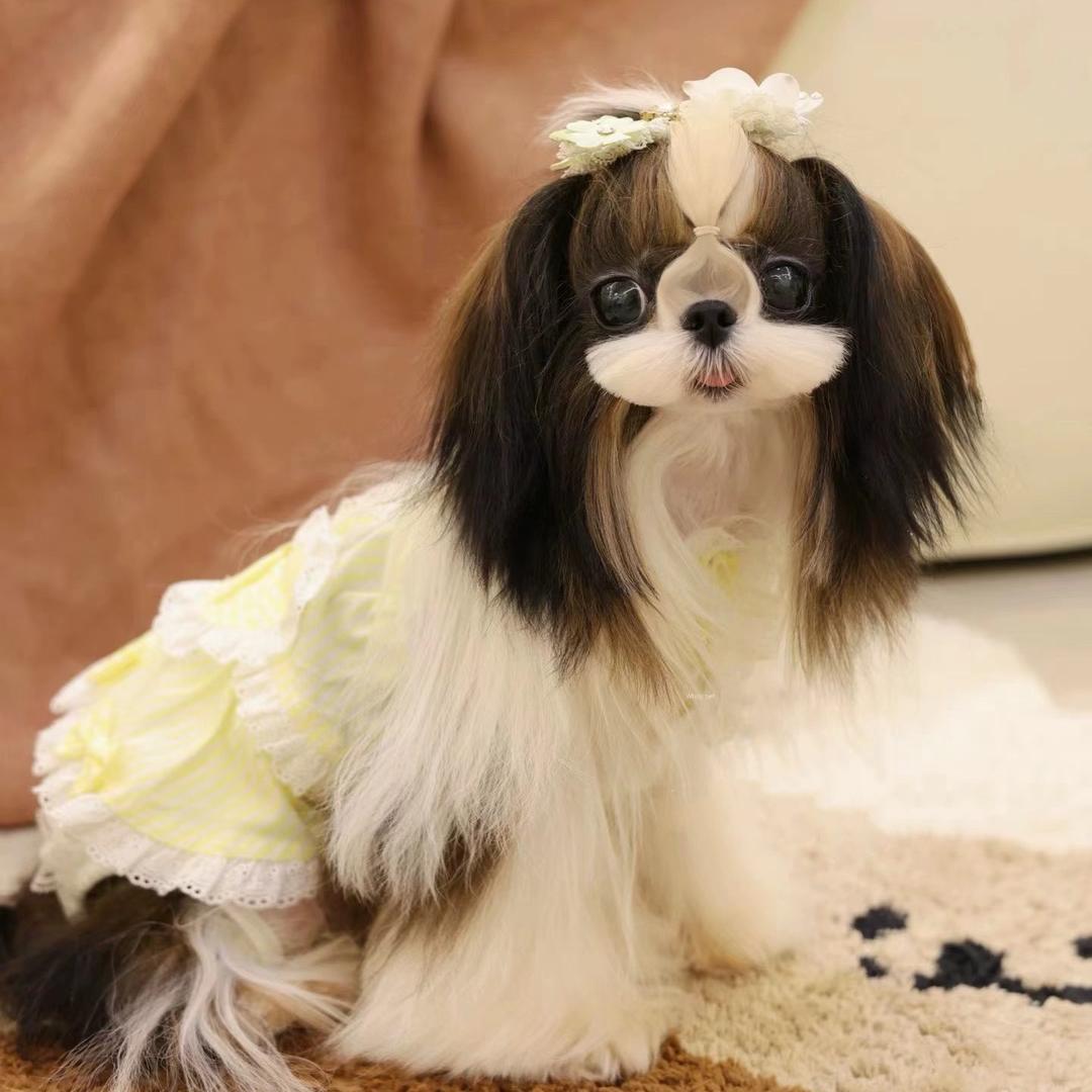 尾巴星球犬舍官方号