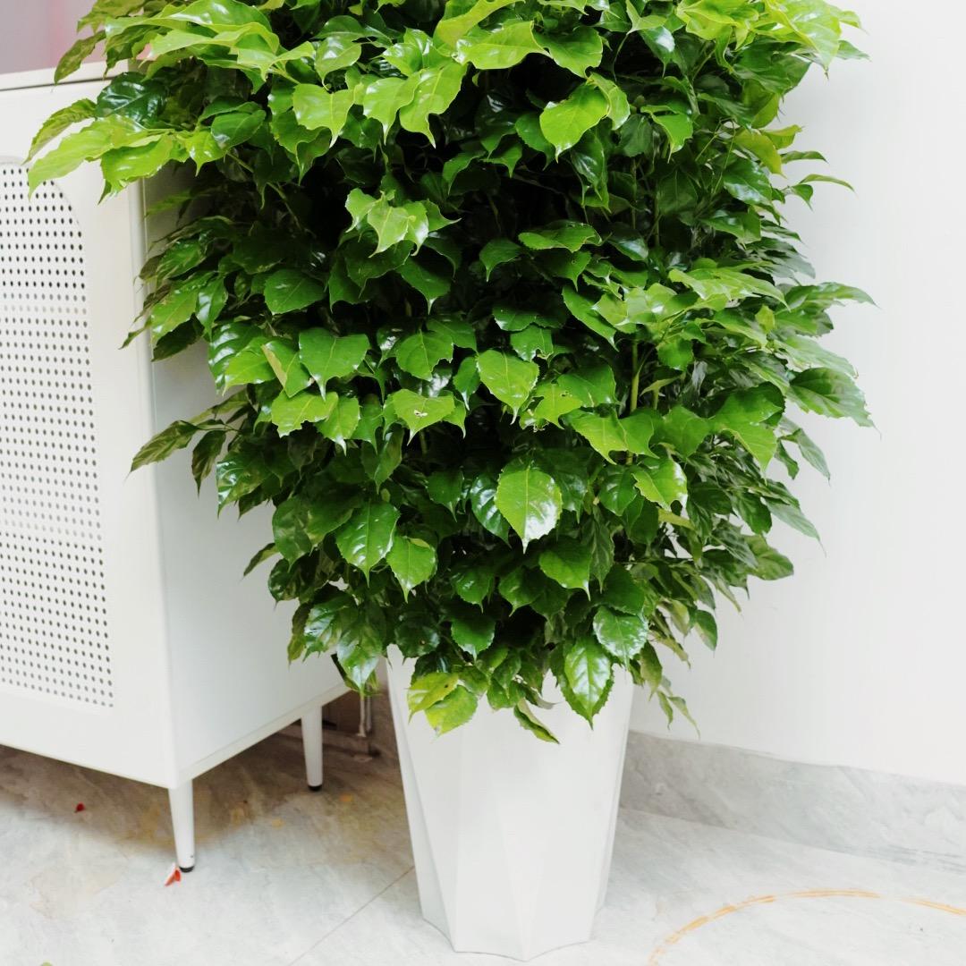 诗雨花香绿植基地