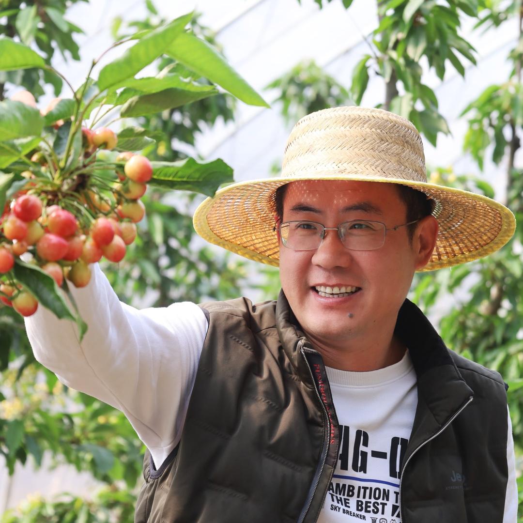 五莲果树大本营樱华园樱桃种植农场