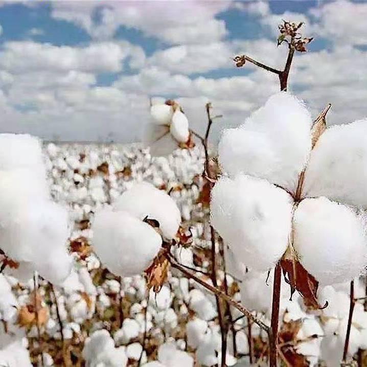 达州 丽春花特柔棉花被（有关必回）👍