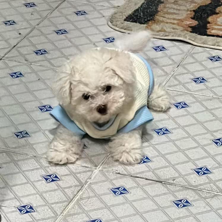 雪奶是个小比熊