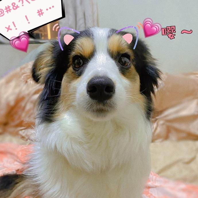 多宝鱼多宝
