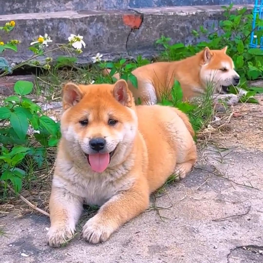 爱玩狗（田园犬）