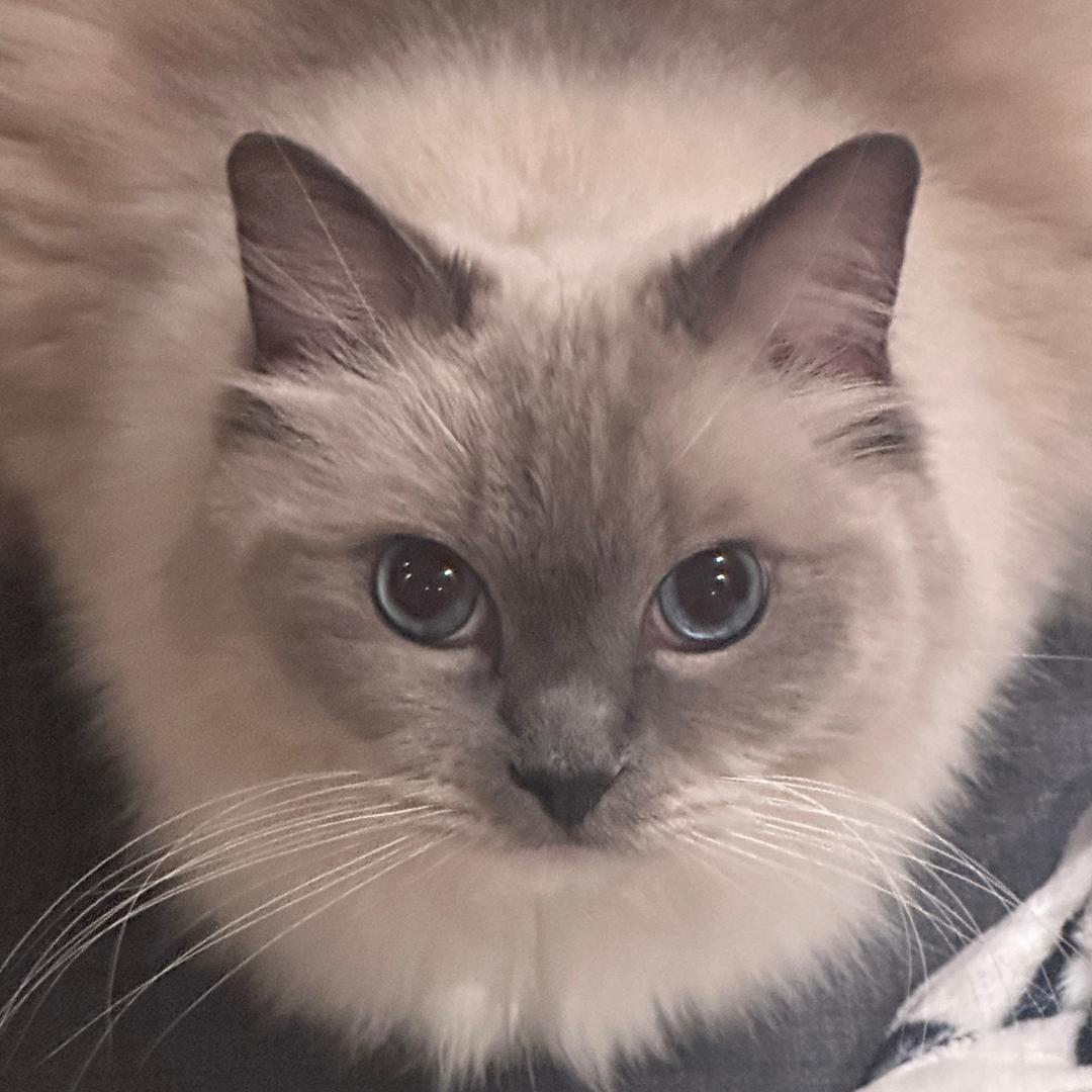 沈梦瑶的猫猫们