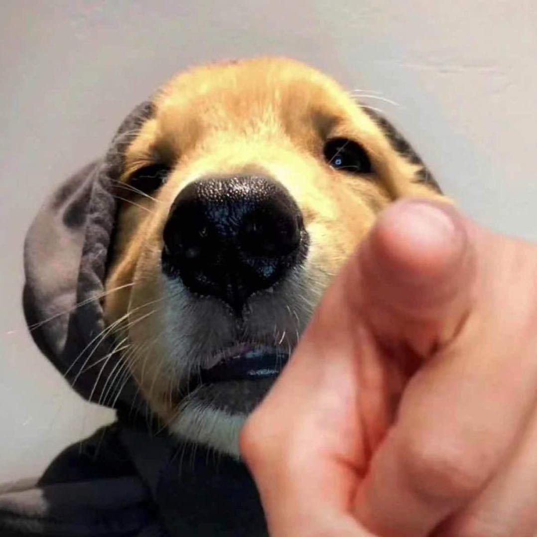 肥涛