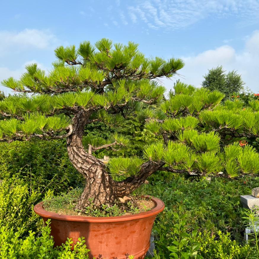 天涯盆景