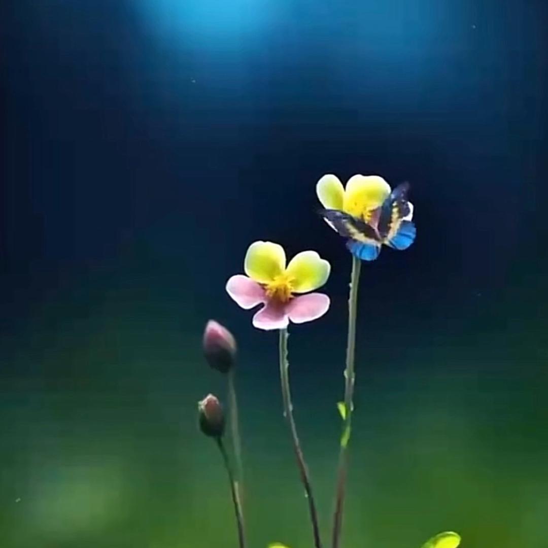 🌈云淡风轻🌻