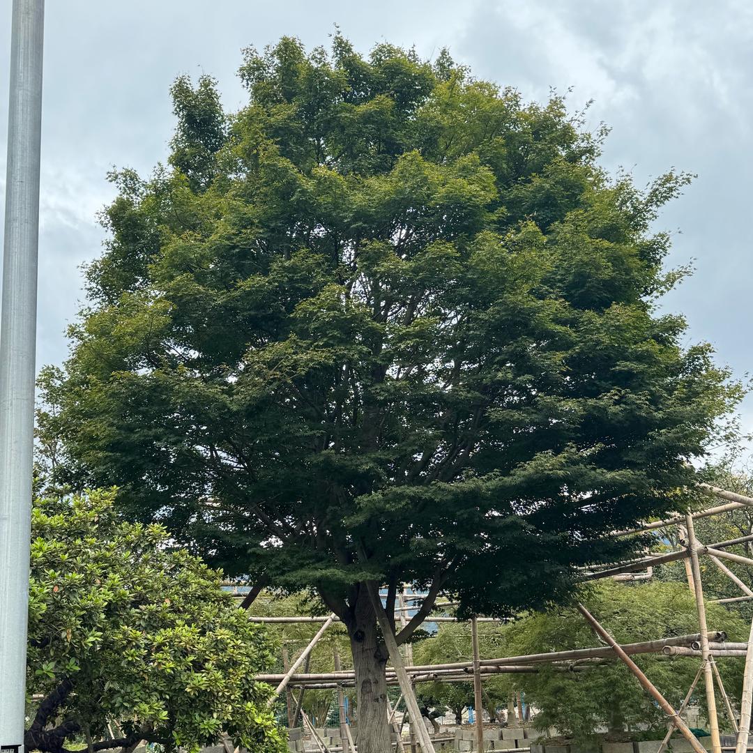 溪口新溪苗木场