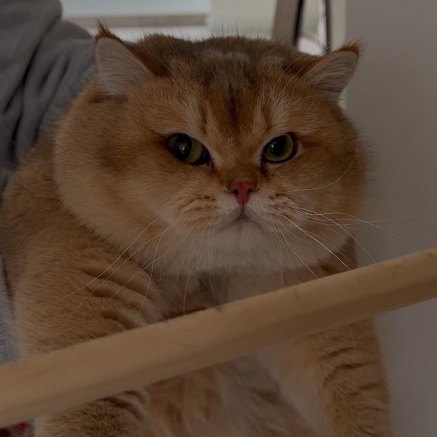快乐泞禾家｜20斤🐱胖子🐶主食粮分享