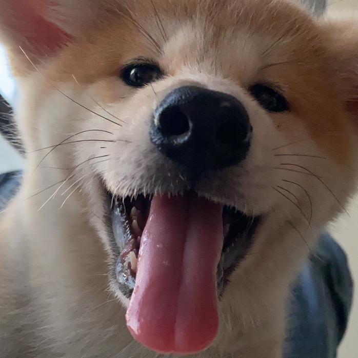小卷毛日常