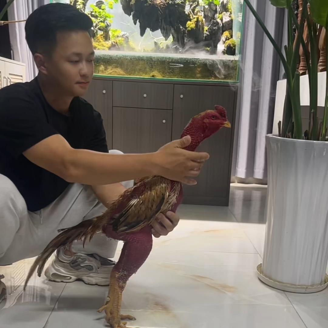 （阿远）越南斗鸡