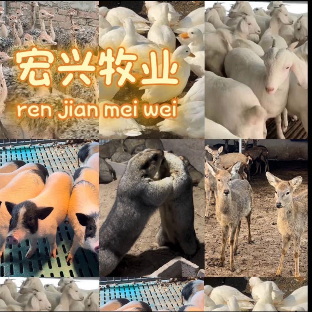 宏兴牧业