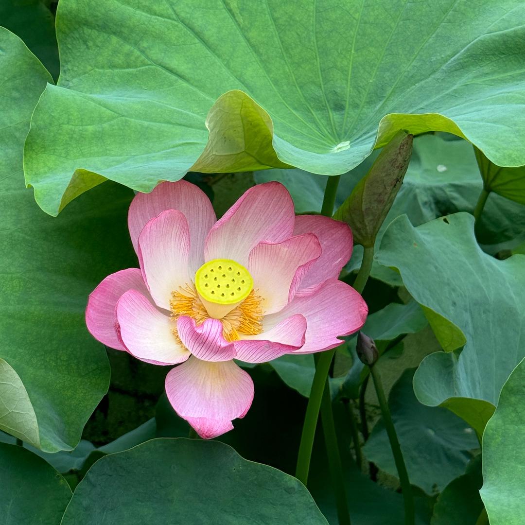 一枝花🌸