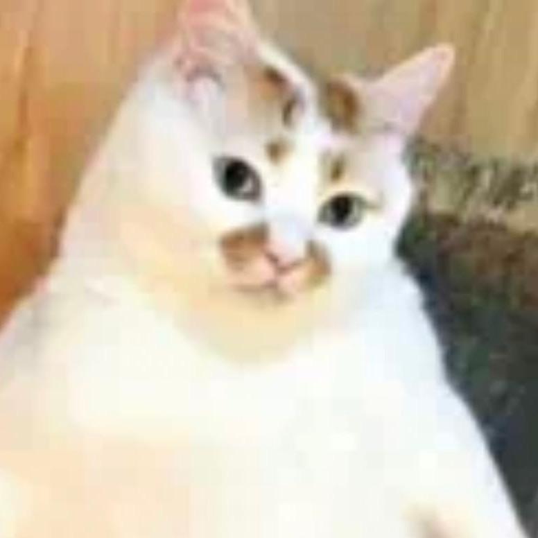 咪咪咪咪