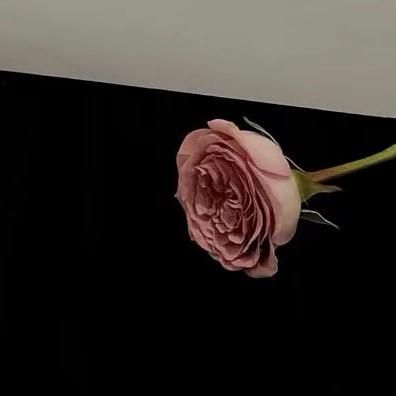 ︋   ㅤ︋   ㅤ︋   ㅤ︋