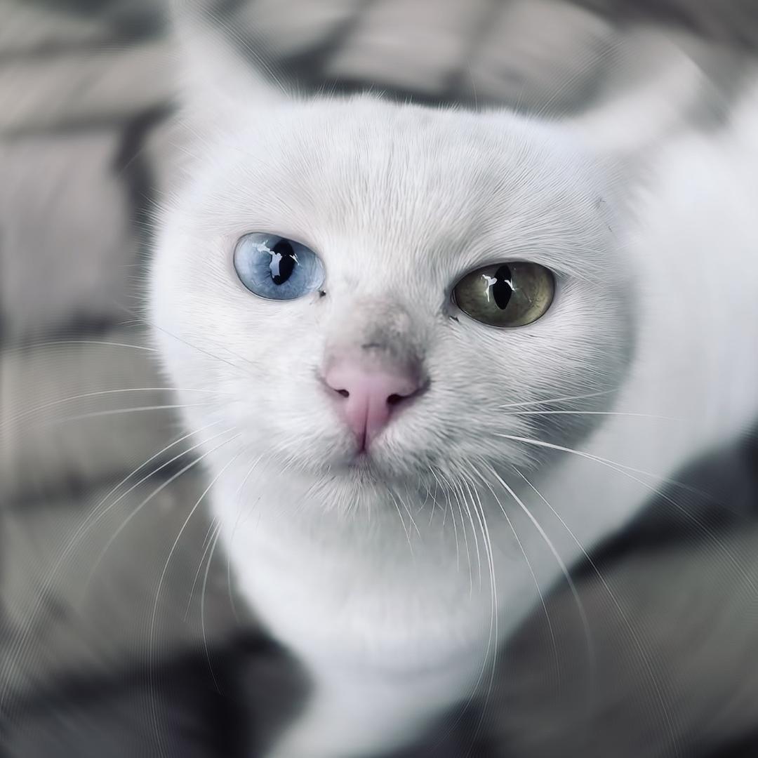 德阳江南高中 陈老师