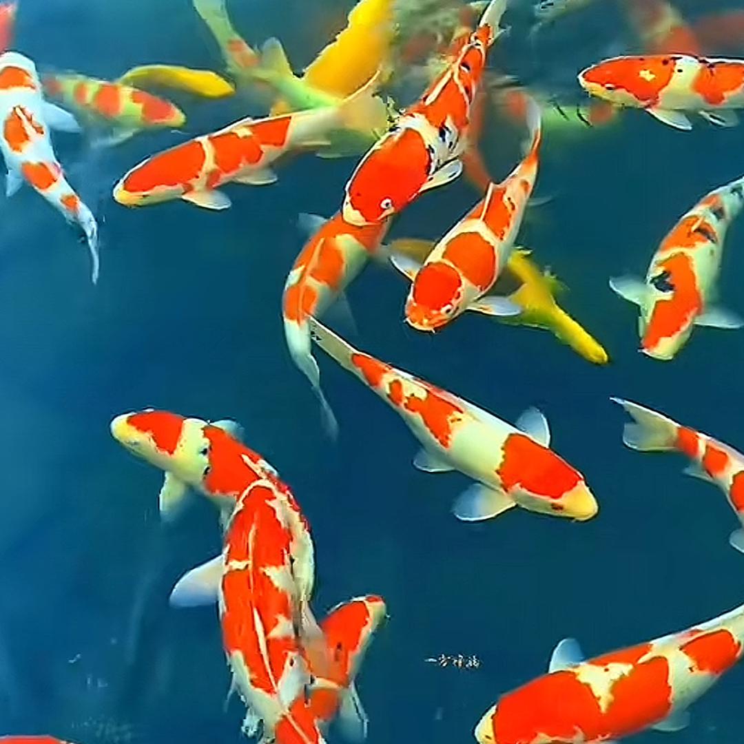 水族福利社