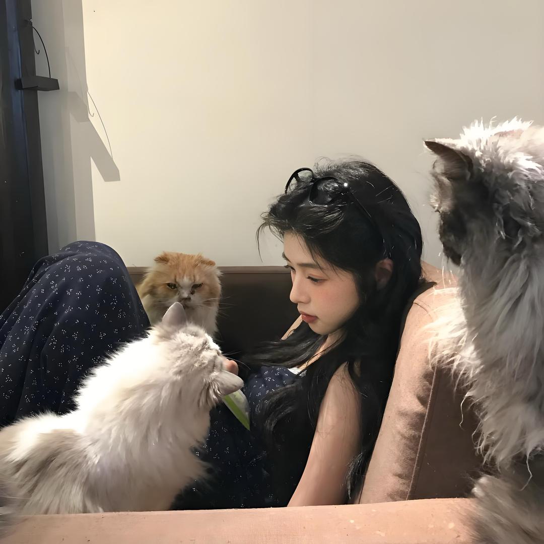 猫猫不吃鱼1.0