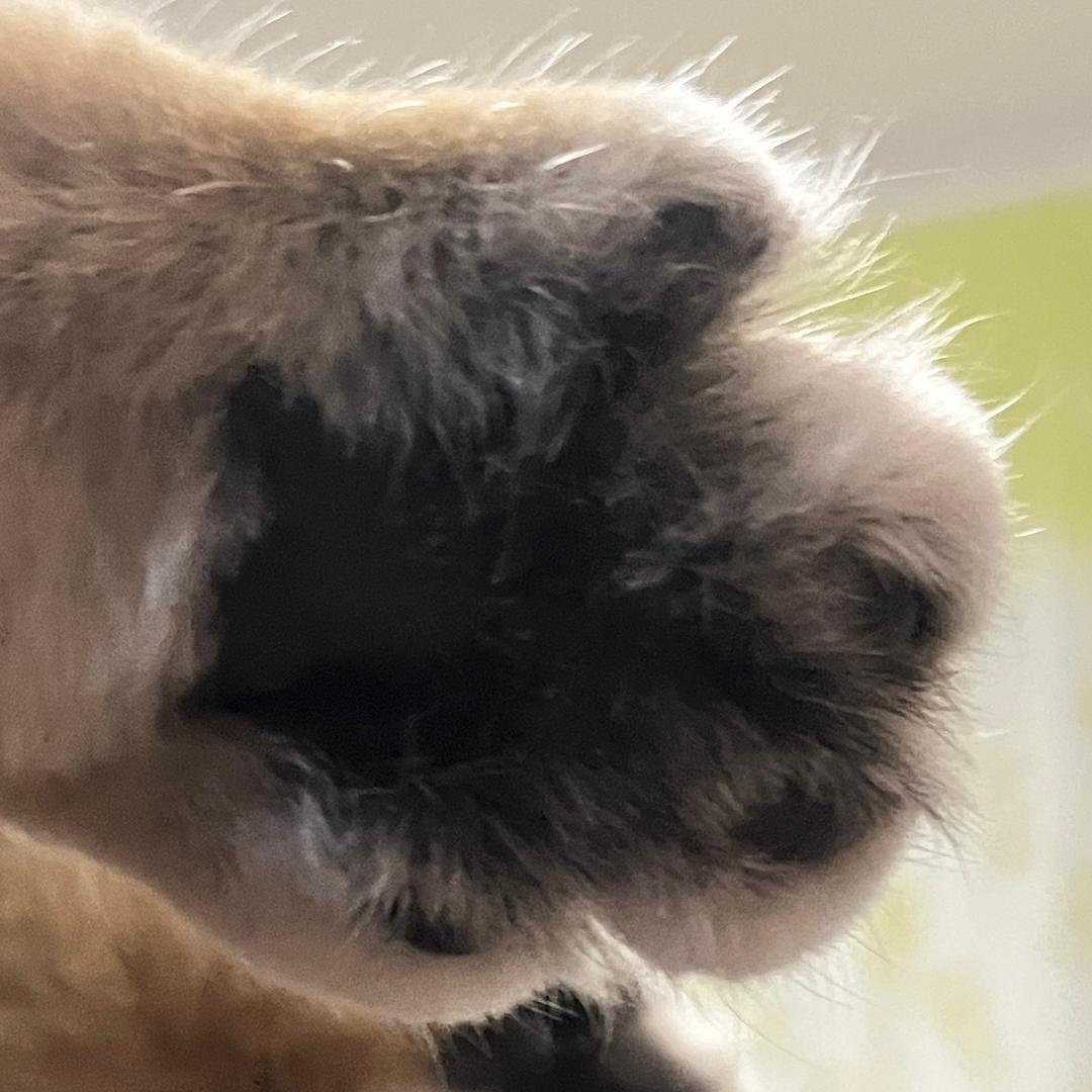 塔塔的松意