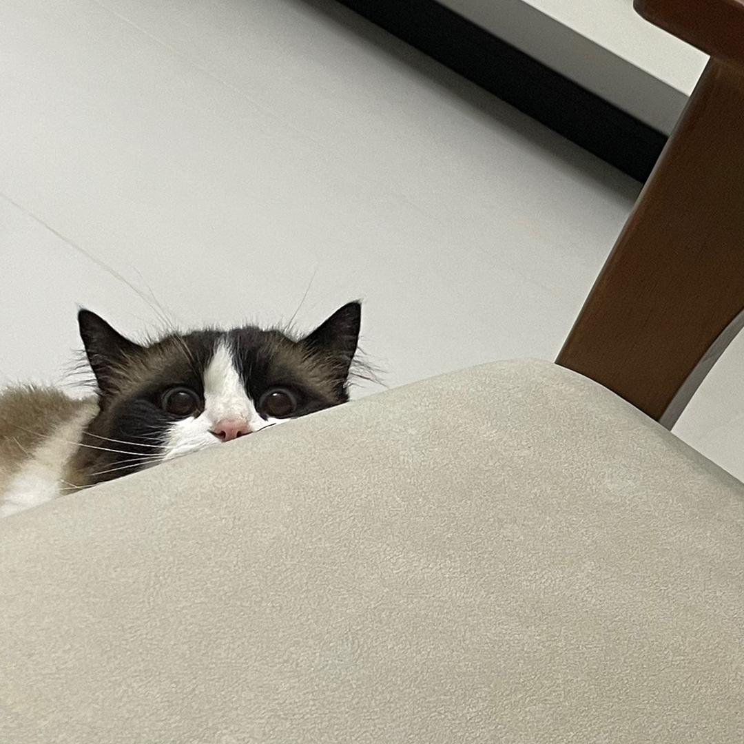 余生和猫